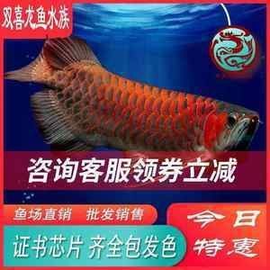 青島水族館天天白菜會有什么后果？