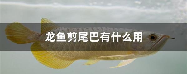 安阳市北关区尊龙水族馆：安阳市北关区尊龙水族馆电话