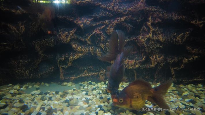 紅龍魚與金龍魚哪個(gè)貴（紅龍魚與金龍魚哪個(gè)貴些） 龍魚百科