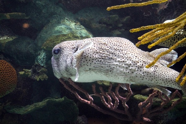 亞馬遜河淡水魚(yú)（亞馬遜河淡水魚(yú)中的巨無(wú)霸）