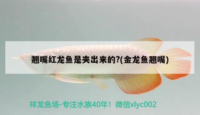 龍魚做手術(shù)麻藥放多少（麻醉藥物對龍魚有副作用嗎？） 水族問答