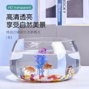 巴音郭楞蒙古自治州水族館臻龍殿元寶鳳凰魚活體關刀魚金龍魚混養(yǎng)配魚龍配魚紅龍魚活體包郵