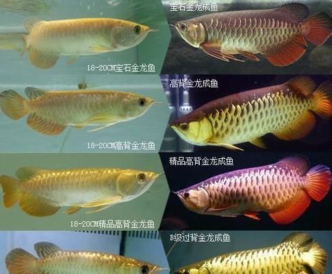 徐州專業(yè)做魚缸的廠家有哪些（徐州定制魚缸）