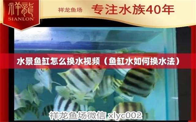 24k小金頭龍魚價格是多少錢（24k小金頭龍魚價格是多少錢）