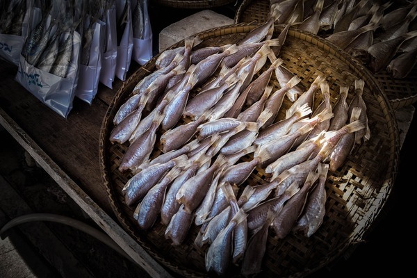 奧迪普精品水族(肅寧專賣店) 元寶鳳凰魚