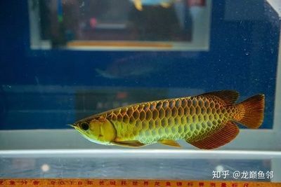 金龍魚尾巴尖發(fā)白（金龍魚尾巴尖發(fā)白怎么回事）