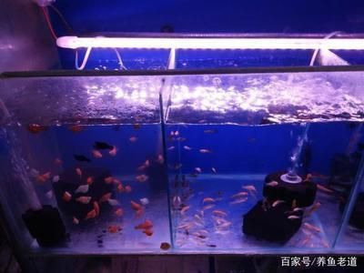 汪清縣森森水族店