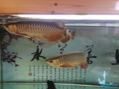 中國(guó)觀賞魚(yú)業(yè)發(fā)展概況圖片（中國(guó)觀賞魚(yú)業(yè)發(fā)展概況圖片大全）