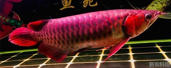 入戶魚缸風(fēng)水?dāng)[放圖片欣賞（入戶門魚缸屏風(fēng)效果圖）