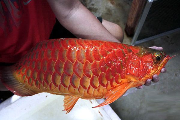 80厘米高魚缸造景圖片 水族問答