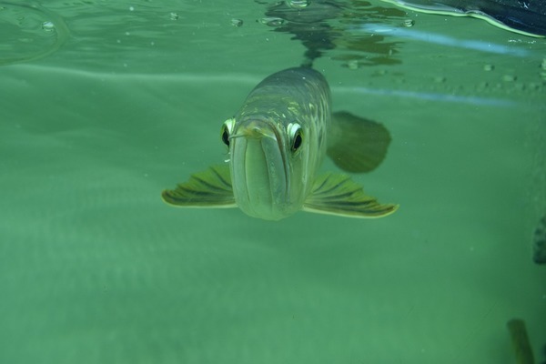 找個靠譜的做魚缸的 大白鯊魚苗