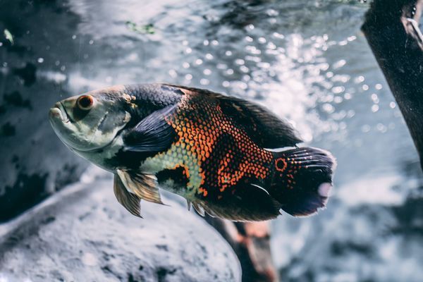 紅尾過背金龍魚（紅尾過背金龍魚圖片）