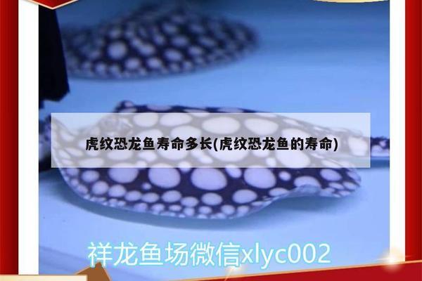 龍魚缸裝飾品選擇指南（-布置龍魚缸裝飾品應(yīng)該注意哪些因素） 水族問(wèn)答