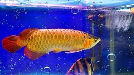 高端紅龍魚品牌排行榜最新價(jià)格表（高端紅龍魚品牌排行榜及其最新價(jià)格表） 龍魚百科