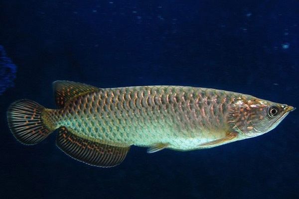 罗平县怡情水族馆