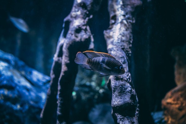 游起來飄逸的觀賞魚叫什么（游起來飄逸的觀賞魚叫什么魚） 硝化細(xì)菌