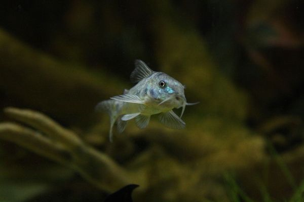 煙臺市芝罘區(qū)泰和水族館（煙臺市芝罘區(qū)泰和水族館電話） 全國水族館企業(yè)名錄