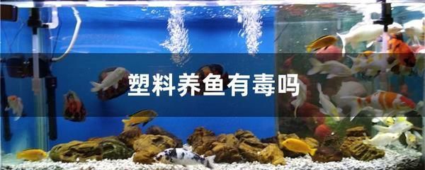 觀賞魚養(yǎng)殖現(xiàn)狀與產(chǎn)業(yè)發(fā)展論文摘要（觀賞魚養(yǎng)殖現(xiàn)狀與產(chǎn)業(yè)發(fā)展論文摘要怎么寫） 祥龍水族醫(yī)院