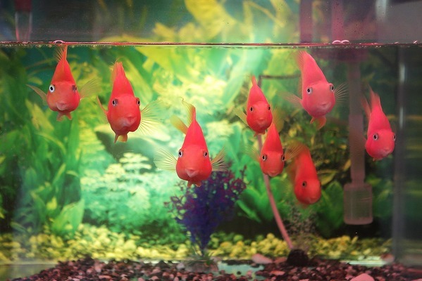 龍圩銀河水族館（龍圩銀河水族館電話）