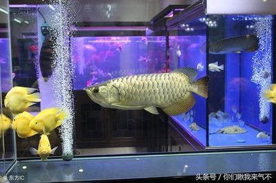 海口美蘭欣欣水族館（?？诿捞m欣達園食品廠）