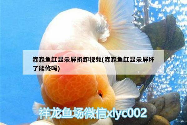 大型魚缸定制廠家排名榜（大型魚缸定制廠家排名榜最新）