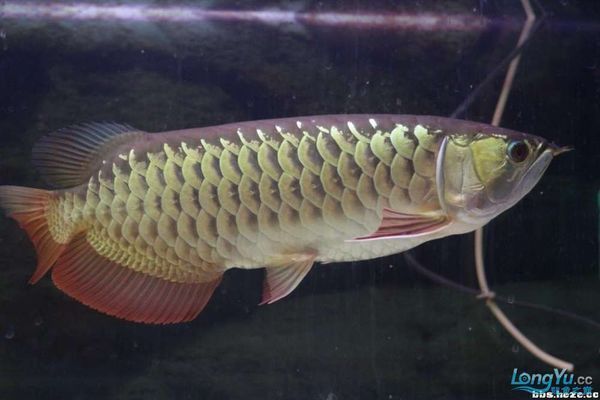 龍魚(yú)吃食正常不愛(ài)游動(dòng)（龍魚(yú)不愛(ài)游動(dòng)不吃食）