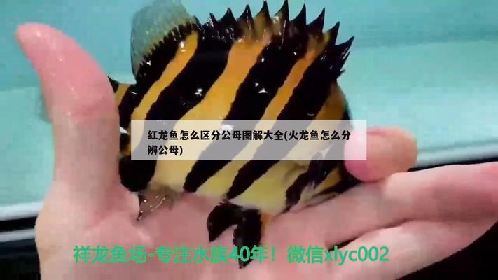 芳源水族馆（芳源菜馆怎么样）