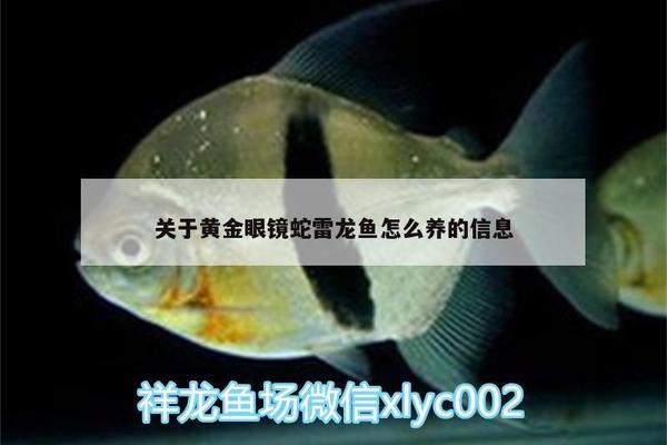 金龍魚與銀龍魚吃食視頻大全：金龍魚和銀龍魚飼養(yǎng)方法 銀龍魚百科