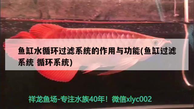 網(wǎng)上賣龍魚騙局揭秘視頻（網(wǎng)上賣龍魚騙局揭秘視頻是真的嗎）