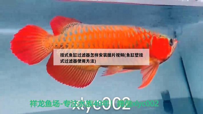 承德魚(yú)缸批發(fā)市場(chǎng)（承德魚(yú)缸批發(fā)市場(chǎng)在哪里）