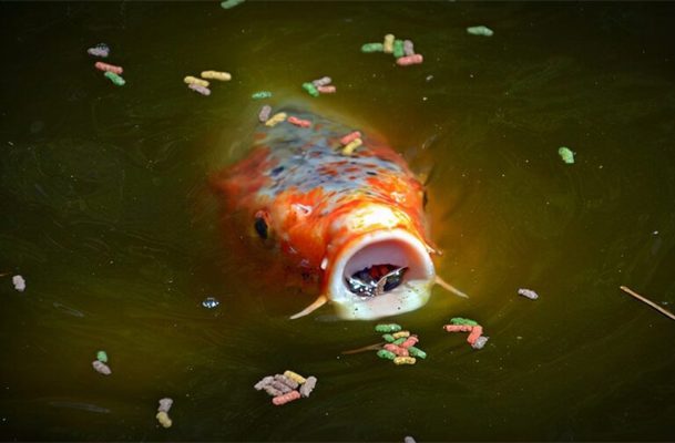 習(xí)水縣水韻水族生活館（貴州水韻文化傳媒有限責任公司） 全國水族館企業(yè)名錄