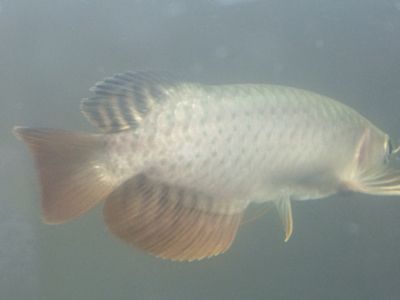 沾化区会良花卉水族店（沾化区会良花卉水族店电话）