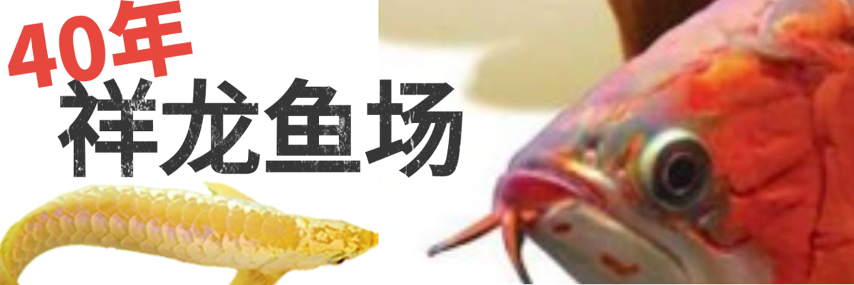 鄰居家魚缸噪音大怎么辦（鄰居家養(yǎng)魚為什么噪音會(huì)很大） 國產(chǎn)元寶鳳凰魚