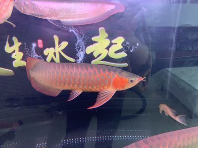 金龍魚幼苗多少錢一只啊圖片（金龍魚幼苗多少錢一只啊圖片大全）