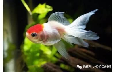 海星牌魚缸水泵安裝分解視頻圖解（海星牌魚缸水泵安裝分解視頻圖解大全） 魚缸水泵