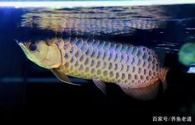 海安縣印鄉(xiāng)水族館（海安縣印鄉(xiāng)水族館在哪里）