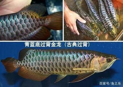 溫州水族批發(fā)市場(chǎng)在哪里啊電話(huà)多少(溫州水族批發(fā)市場(chǎng)在哪里啊電話(huà)多少號(hào))