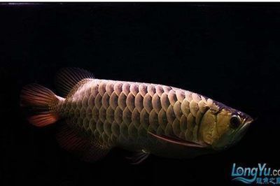 雀尾蝦擊碎魚缸(能打碎魚缸的蝦) 藍(lán)底過背金龍魚