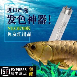 極品龍魚價(jià)格圖片，如何辨別一條真正的極品龍魚？