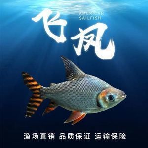 紅龍魚長到多大就不會兜嘴了（紅龍魚長到幾歲不長） 觀賞魚市場（混養(yǎng)魚） 第2張