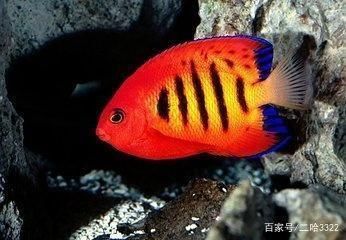 簡(jiǎn)易魚(yú)缸循環(huán)水制作視頻教學(xué)全集（魚(yú)缸循環(huán)水制作方法視頻）