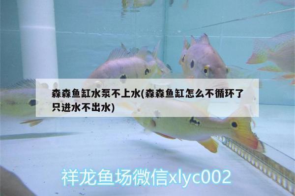 本溪市二手魚缸出售最新信息（本溪市二手魚缸出售最新信息網(wǎng)）