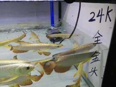 魚缸水泵安裝方法圖解（魚缸水泵安裝方法圖解上水）