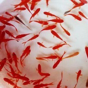 圖騰金龍魚（圖騰金龍魚品種鑒賞指南，金龍魚品種多樣性使其成為愛好者的寵兒）