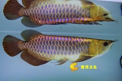 山南觀賞魚市場(chǎng)小魚回來一月