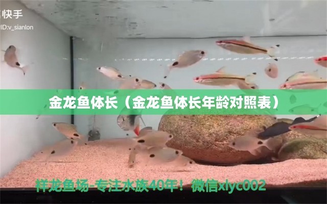 魚缸過濾系統(tǒng)多久清理一次（魚缸過濾系統(tǒng)多久清理一次垃圾） 祥龍水族醫(yī)院