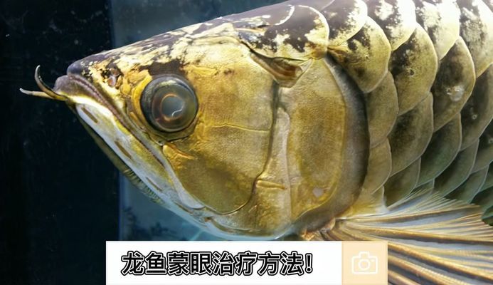 龍魚能吃魚食嗎怎么喂（龍魚能吃魚食嗎怎么喂食）