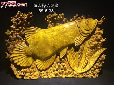 綏化二手魚缸市場地址（綏化二手魚缸市場地址電話）