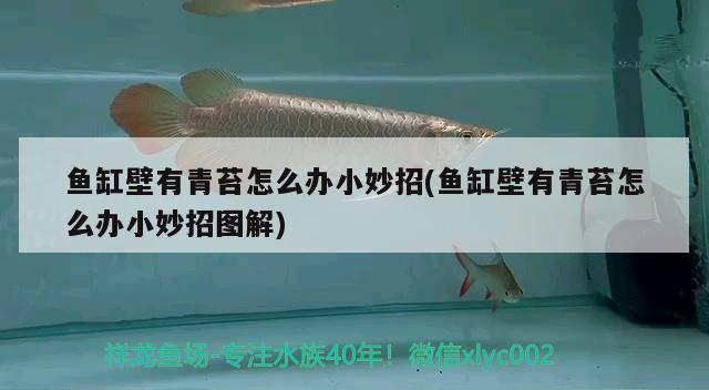 佛山觀賞魚產(chǎn)業(yè)調(diào)研幫助農(nóng)民（佛山 觀賞魚） 森森魚缸