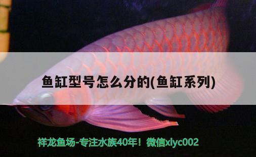 魚缸微生物怎么處理（魚缸微生物怎么處理干凈） 綠皮辣椒小紅龍